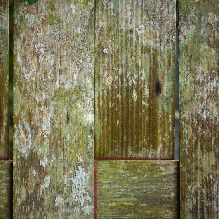 muffasuimuri muffa sui mobili